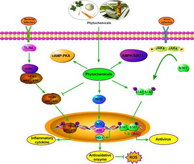 Pharmacological Applications and Action Mechanisms of Phytochemicals as Alternatives to Antibiotics in Pig Production